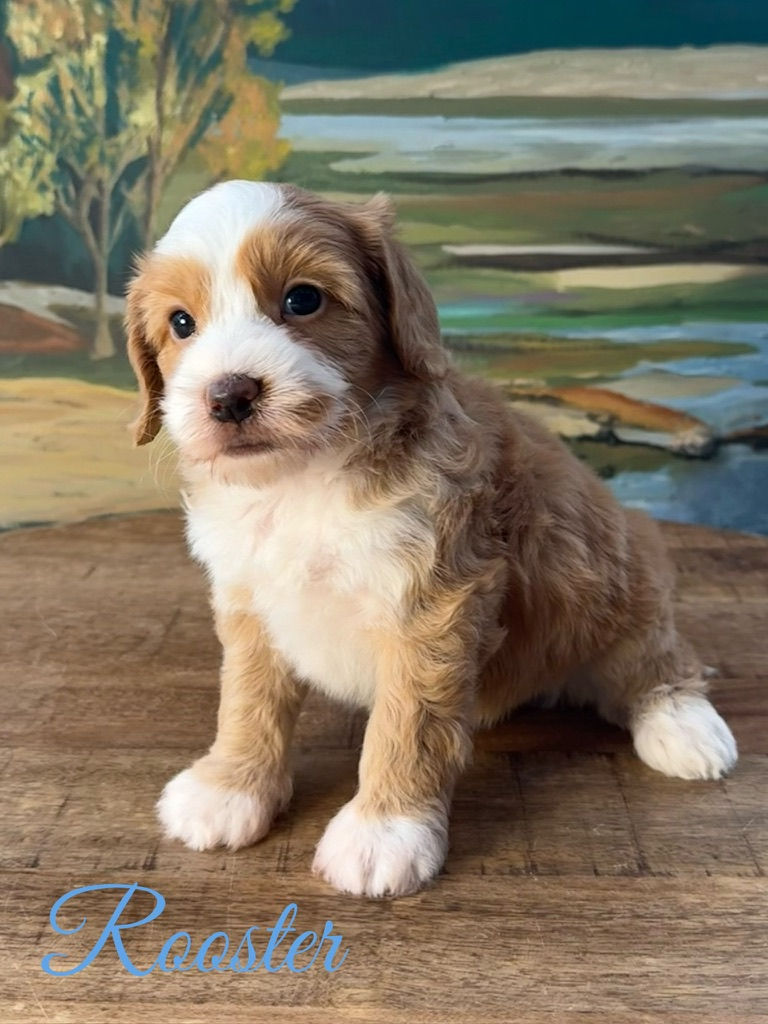 Tuxedo fleece coated tuxedo doodle puppies