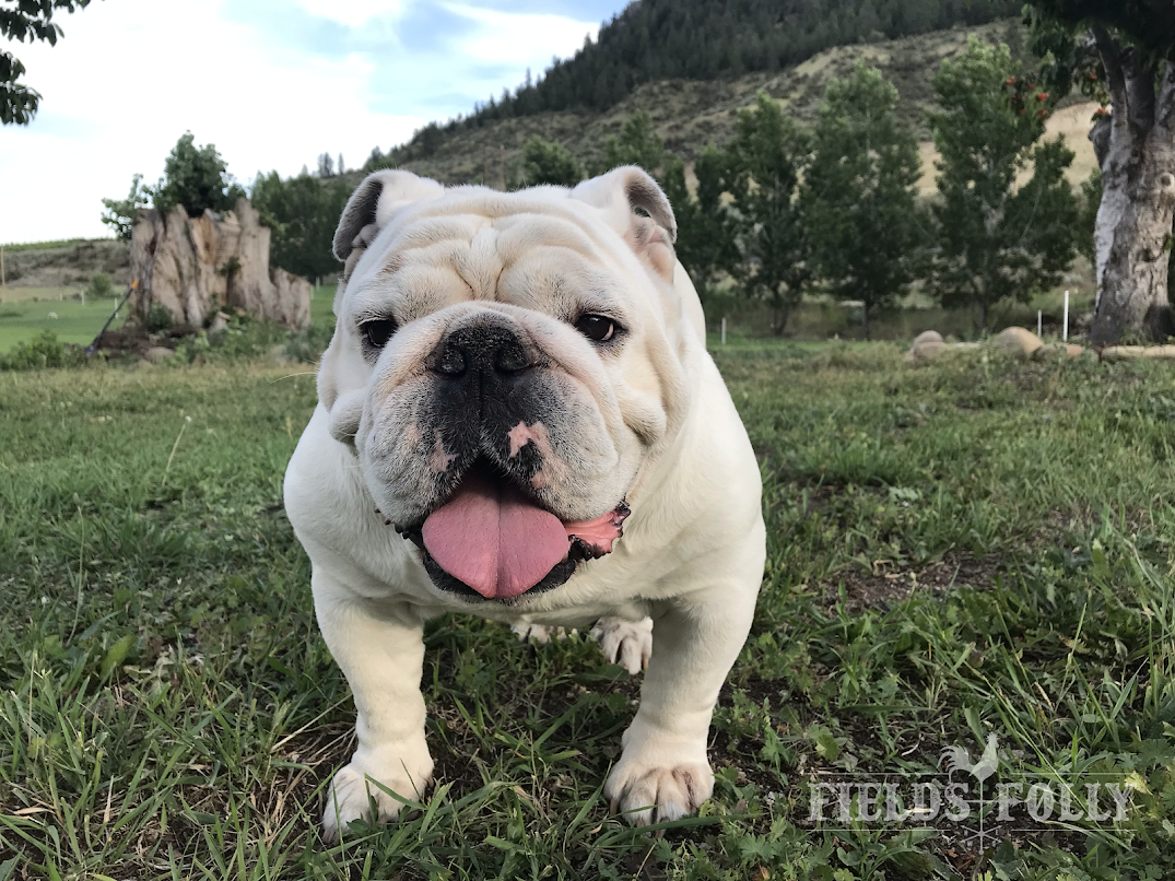 Fields' Folly English Bulldog Puppy Breeder Studs