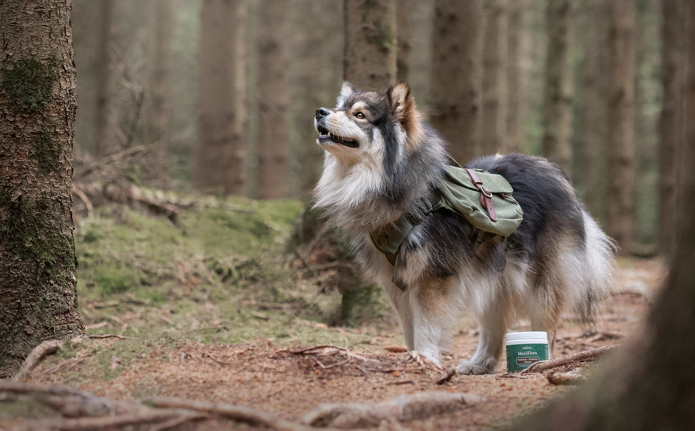 Maxivet Probiotic Dog Supplement From Fields' Folly Bulldogs