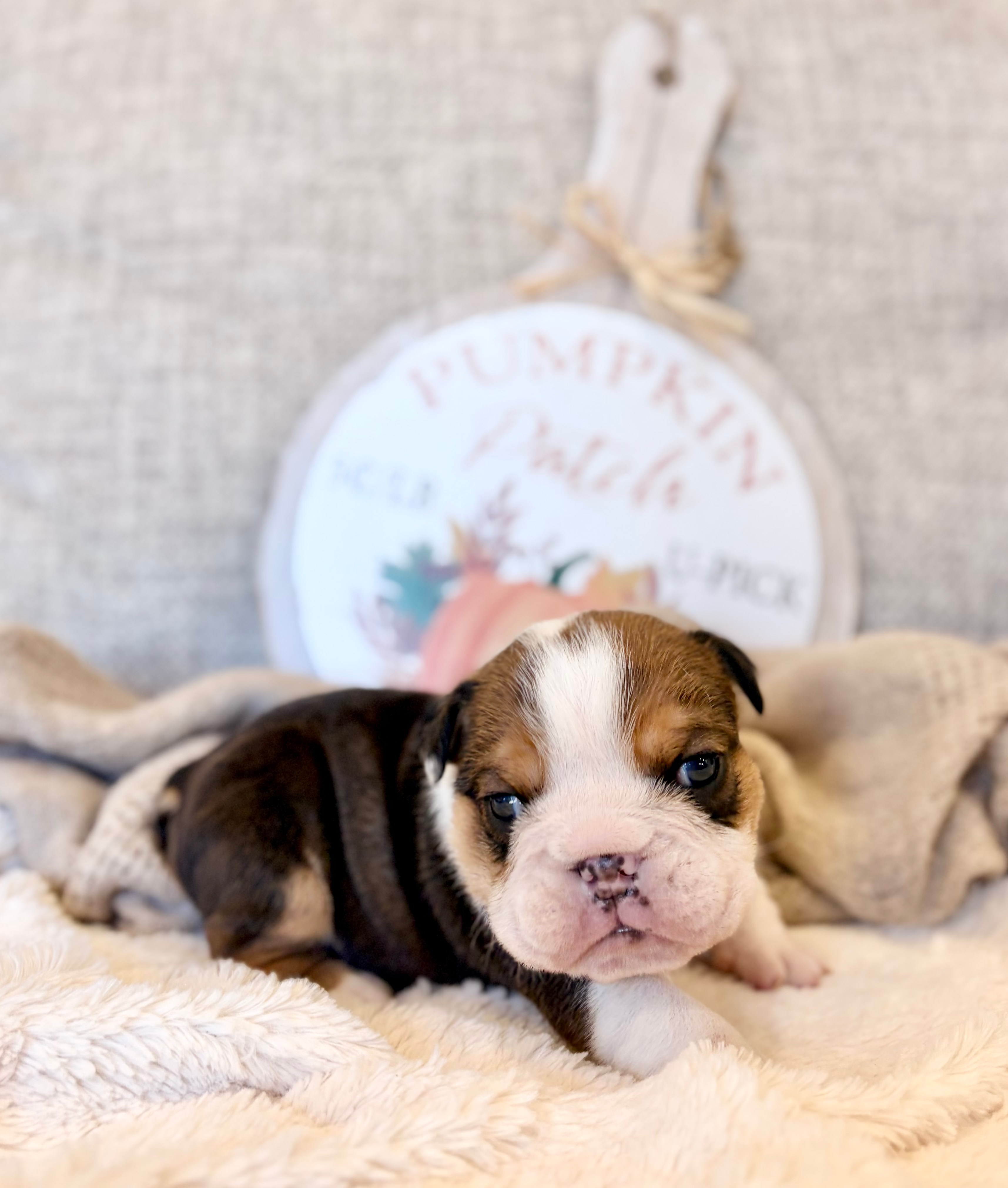 Chestnut (Dobby)