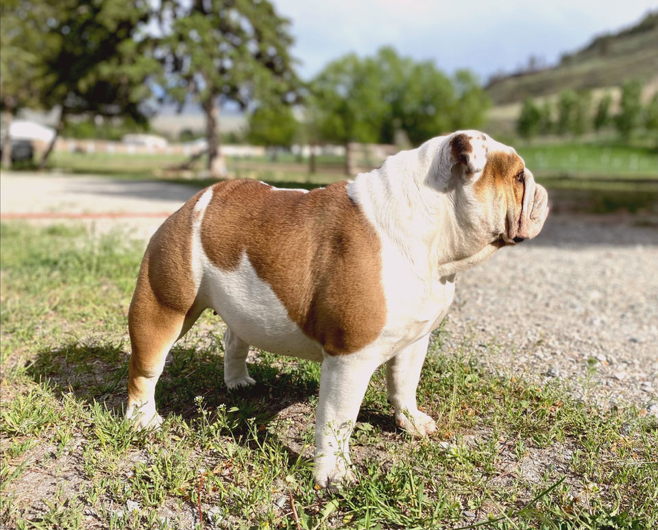 Fields' Folly English Bulldog Puppy Breeder