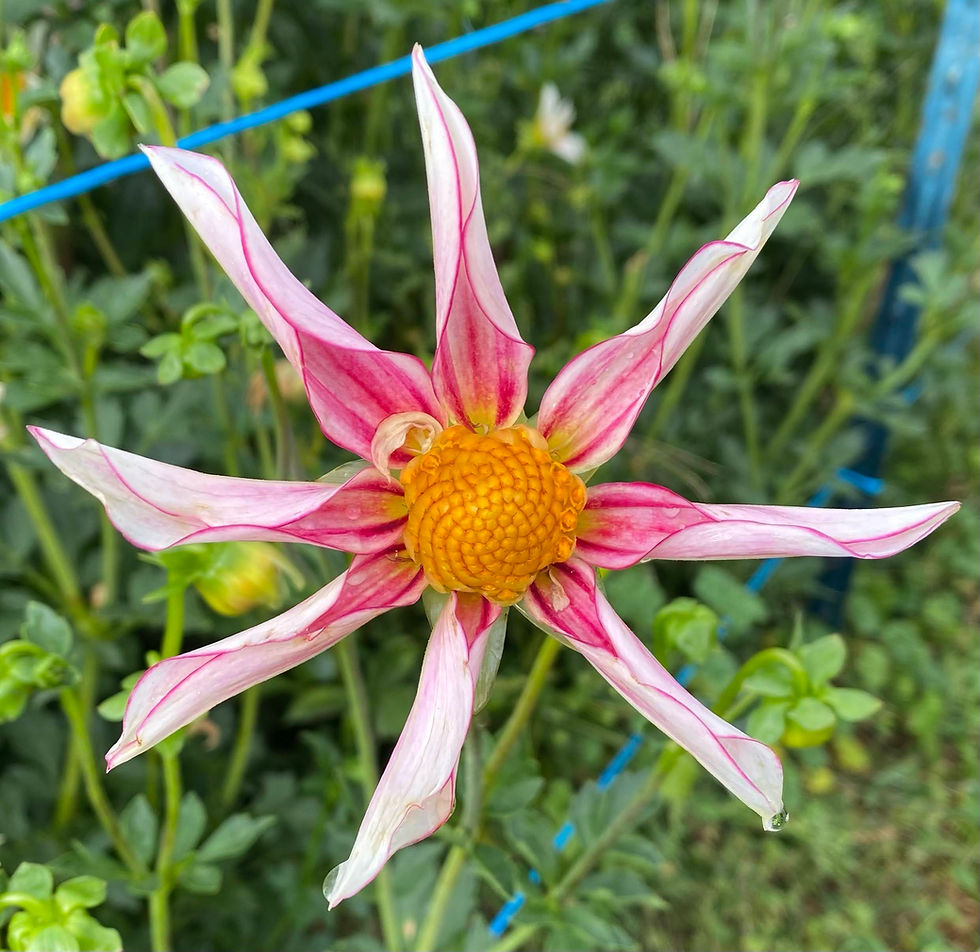 Thumbnail: Honka Fragile