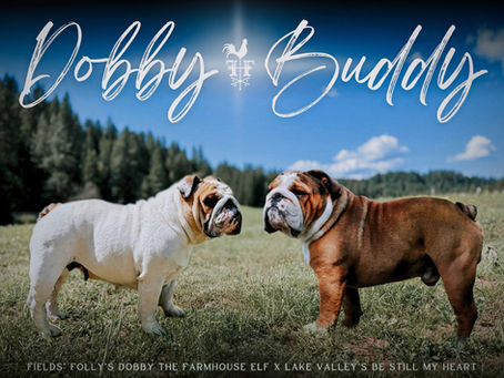 Dobby x Buddy Pregnancy Confirmed