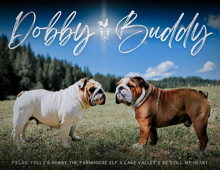 Copy of Copy of Dobby x Buddy.jpg