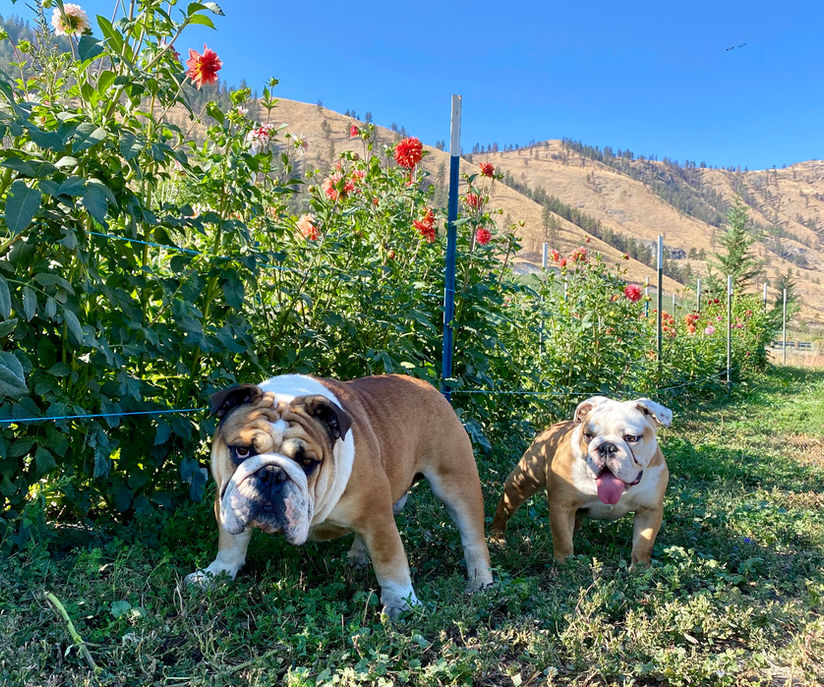 Fields' Folly Family Farm English Bulldogs