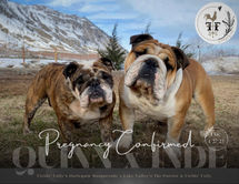 Breeding Announcement