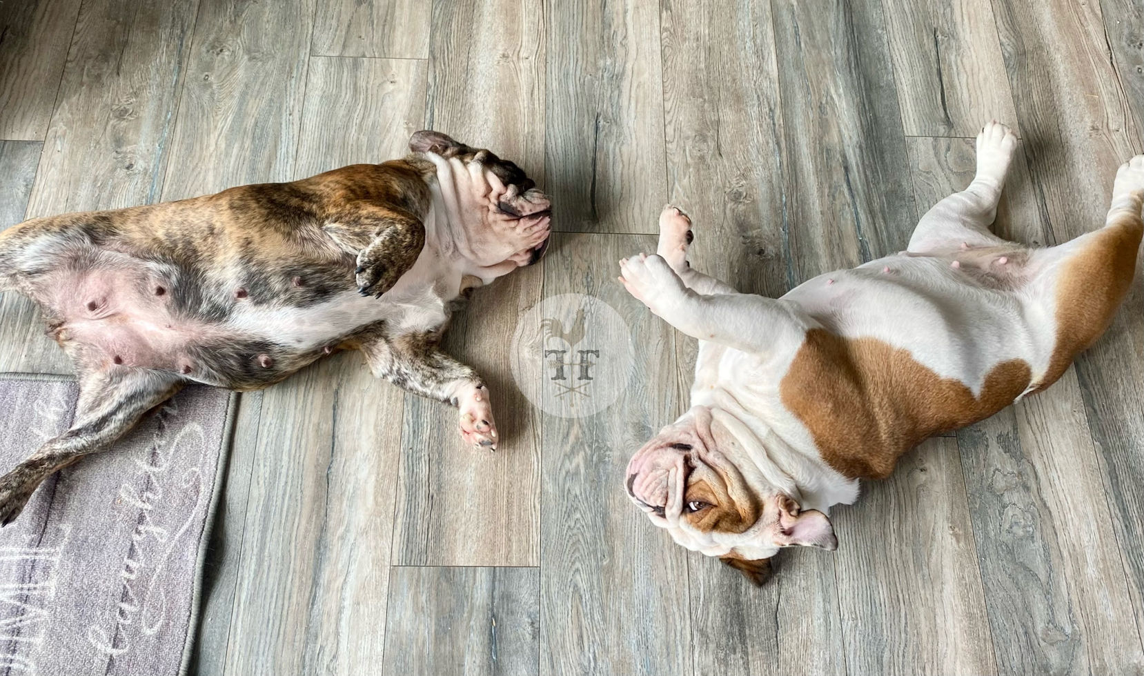 Fields' Folly English Bulldog Breeder and Puppies Waiting List