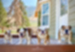 Meet Our Dogs