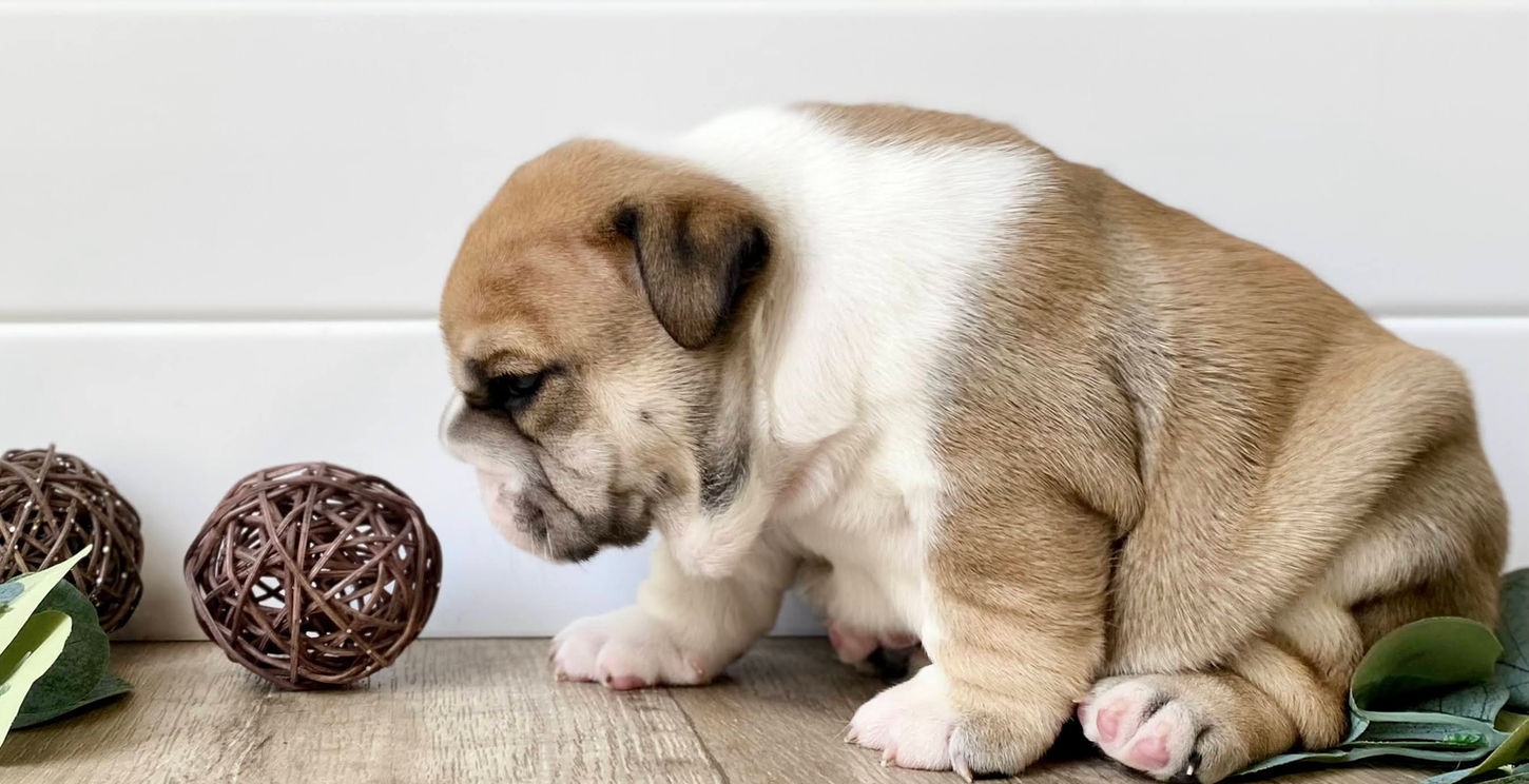 Fields' Folly English Bulldog Breeder and Puppies