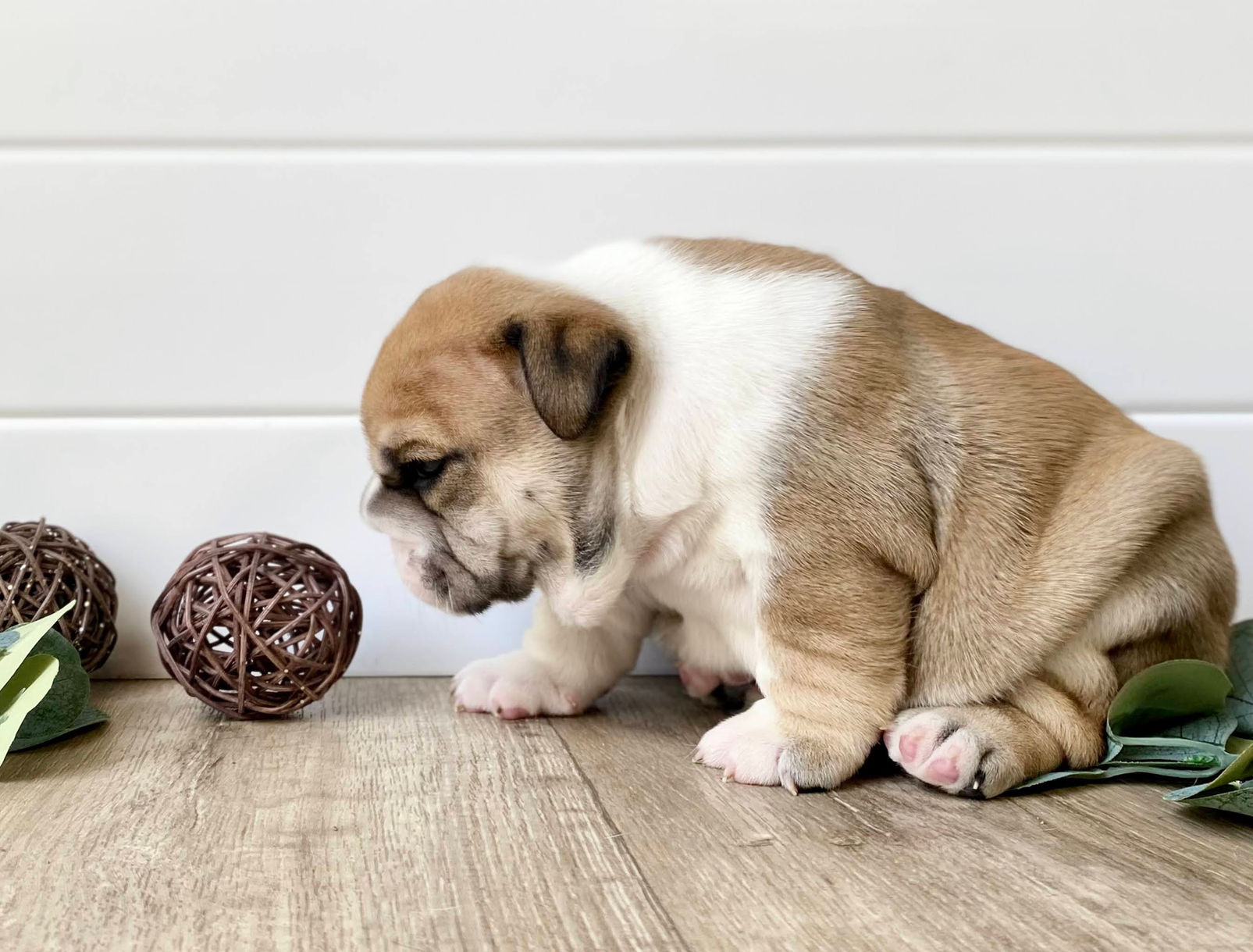 Fields' Folly English Bulldog Breeder and Puppies
