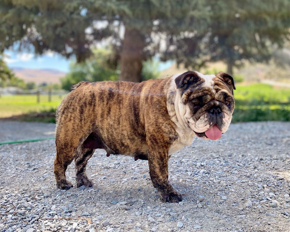 Fields' Folly English Bulldog Puppy Breeder
