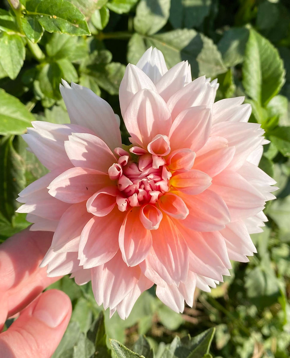 Thumbnail: Linda Esther