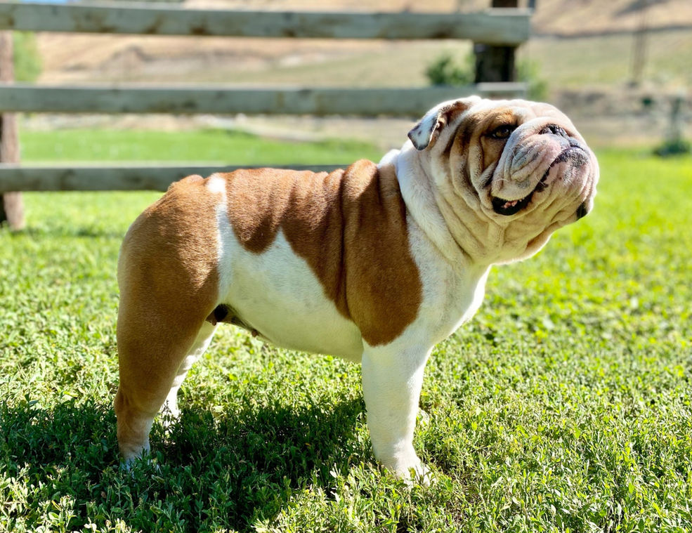 Fields' Folly English Bulldog  Puppy Breeder