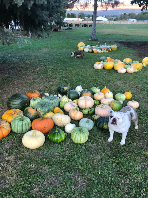 Fields' Folly Family Farm English BUlldogs Pumpkins