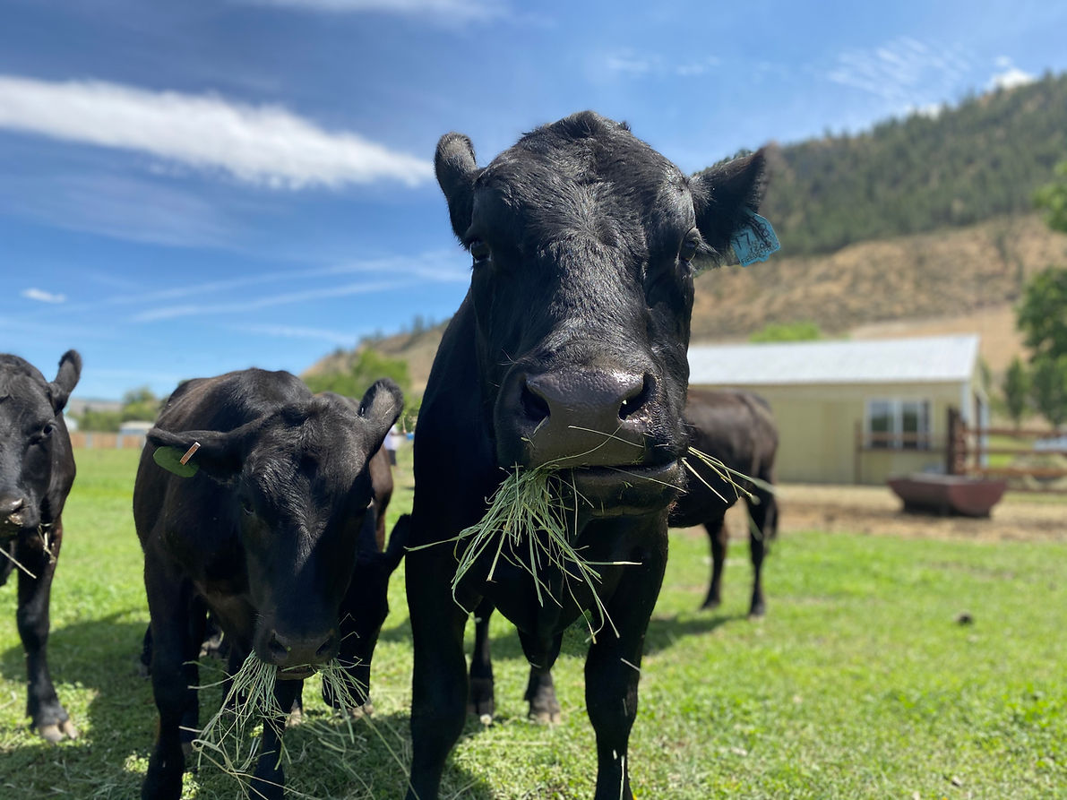 Fields' Folly Farm Black Angus Beef