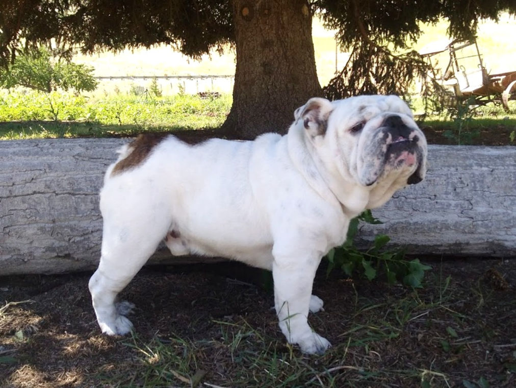 Fields' Folly English Bulldog  Puppy Breeder Studs