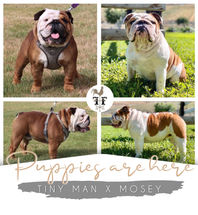Puppy Birth Announcement