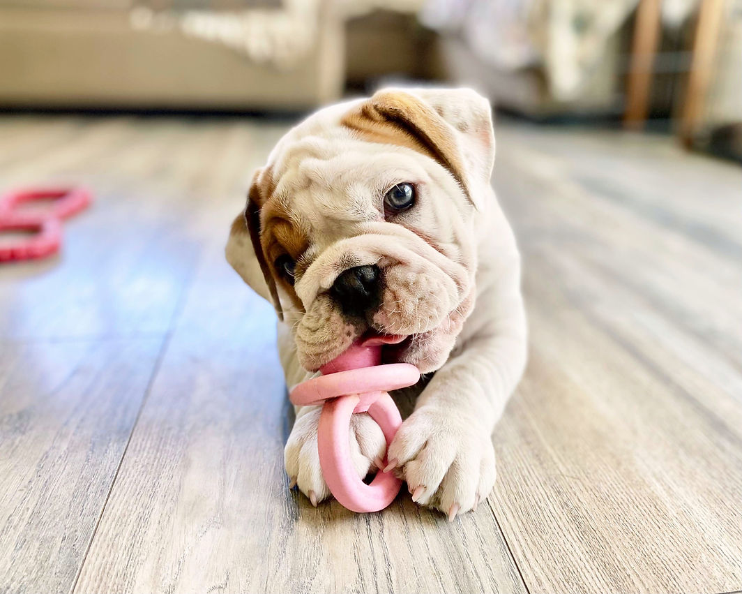 Fields' Folly English Bulldog Breeder Puppy Supplies
