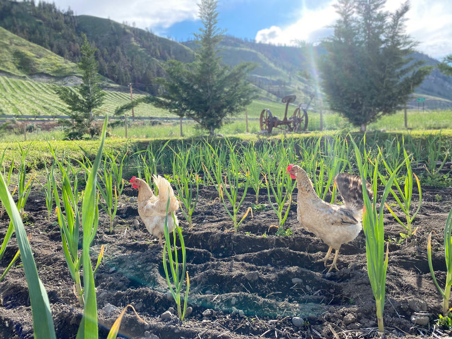 Fields' Folly Family Farm Chickens Garlic