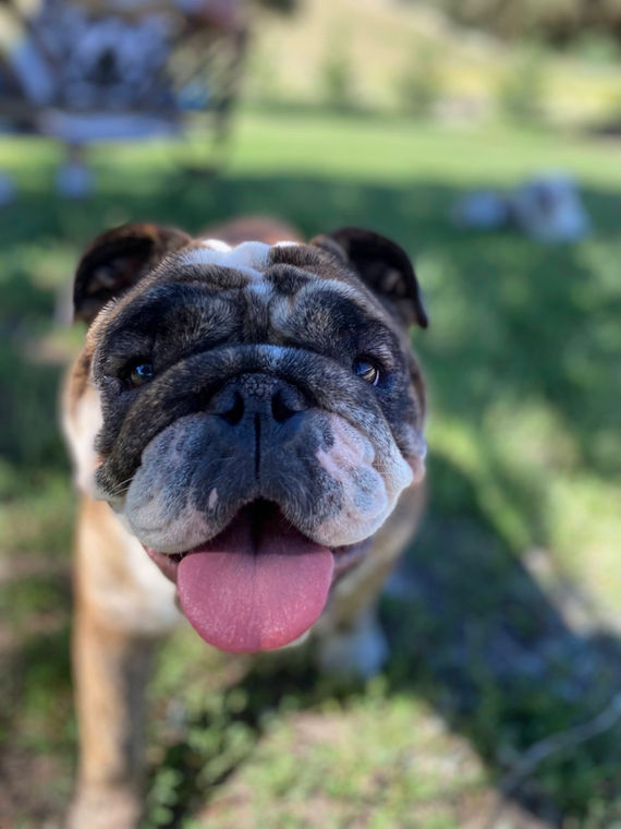 Fields' Folly English Bulldog  Puppy Breeder