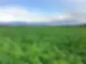 hemp field.webp