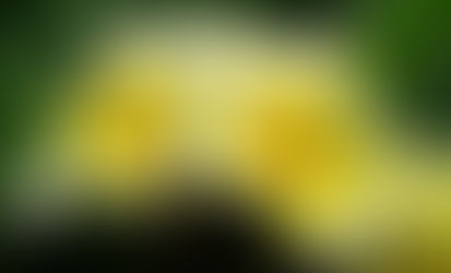 Remembering You Are Sacred: A Wise Woman's Return through Aloha Lokahi