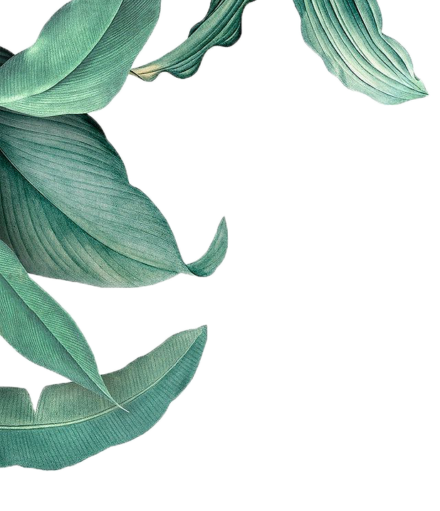 leafborderr_edited_edited.png