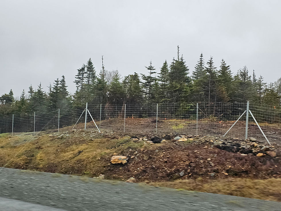Province investing $6 million in moose fencing, brush clearing to improve highway safety
