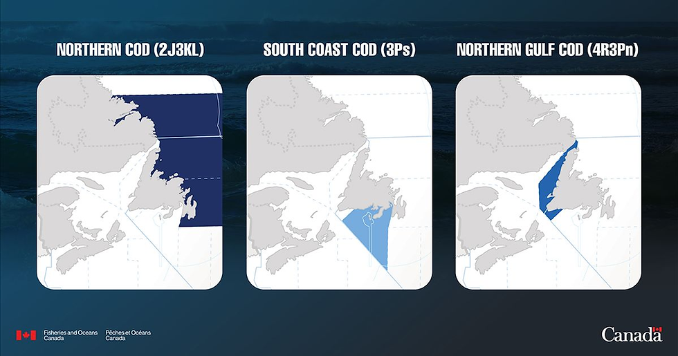 Northern cod quota to rise 55 per cent in 2026 as stock reaches healthy zone