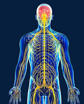 We-are-Electrical-Beings-Human-Nervous-System.jpg