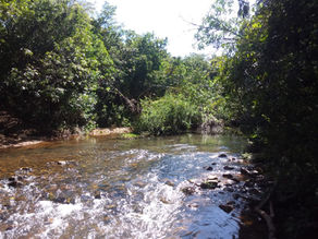 Curso d’água cercado por vegetação nativa em área preservada do Cerrado Mineiro, com água corrente entre pedras e mata ciliar densa, representando a importância da conservação hídrica e das nascentes na paisagem rural.