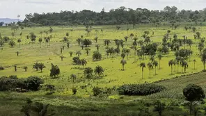 Paisagem do Cerrado com área úmida e vereda composta por buritis espalhados em campo aberto, com vegetação nativa e área agrícola ao fundo. O cenário representa ecossistemas típicos do Cerrado Mineiro, importantes para armazenamento de carbono no solo e manutenção da água. Essas áreas são foco de conservação e estratégias do Consórcio Cerrado das Águas (CCA), que atua na proteção de recursos hídricos, restauração ecológica e agricultura regenerativa na região.