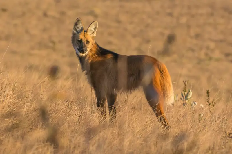 lobo guará no cerrado