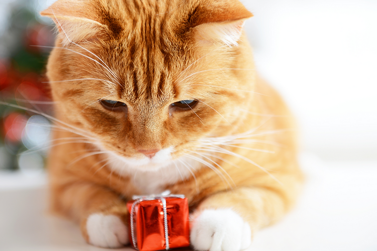 Cat.png