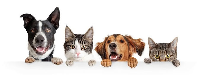 Happy National Love Your Pets Day!