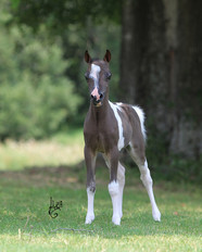 Pecan Grove Farm Foal Gallery