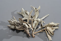 ホワイトセージ