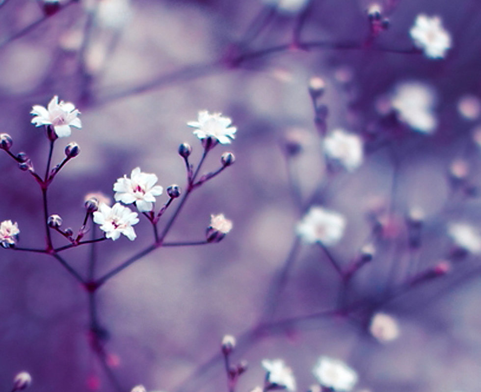 187-1872993_lavender-flower-wallpaper-pu