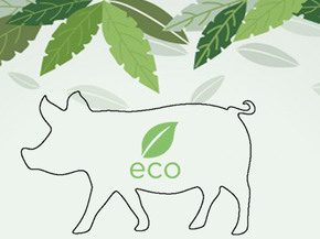 Animales genéticamente modificados enfocado en los "CERDOS ECOLÓGICOS"