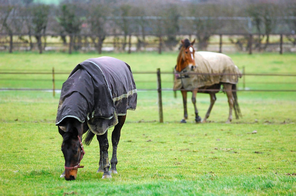 Horses grazing in their paddocks on rich, sugary grass - (Photo from Your Horse)