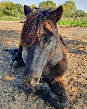 120062335_2656906091227806_456797394490015840_o (1).jpg