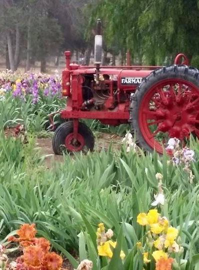 Farmall tractor 2015.jpg