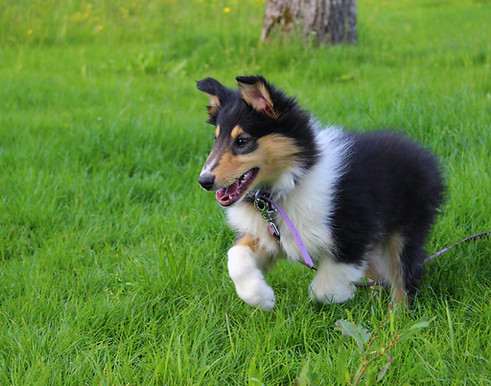 8 chiots Tiana au parc 124.JPG