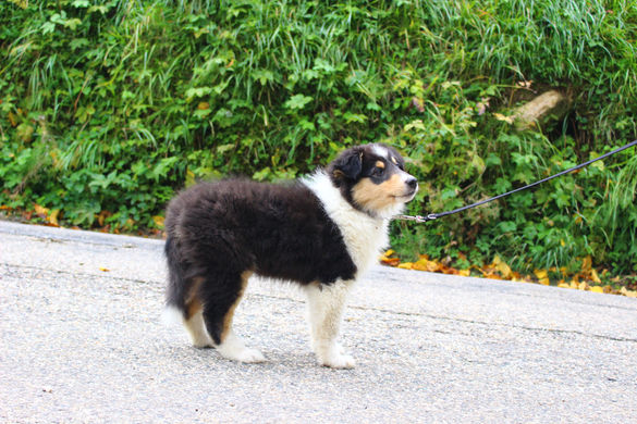 Chiots Colley 10sem et Shetland 6sem 355.JPG
