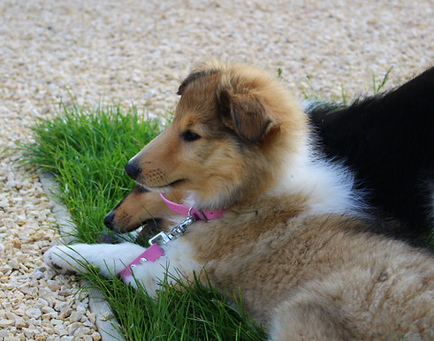 8 chiots Tiana au parc 076.JPG