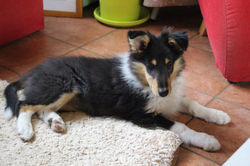 Chiots Colley Salon 190