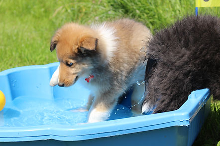 Chiots Colley 8sem INOU 079.JPG