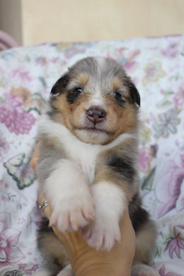 Chiots Tiana 3 semaines 028.JPG