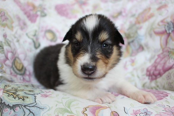 Chiots Tiana 3 semaines 052.JPG