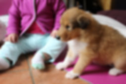 Chiots Colleys 024.JPG